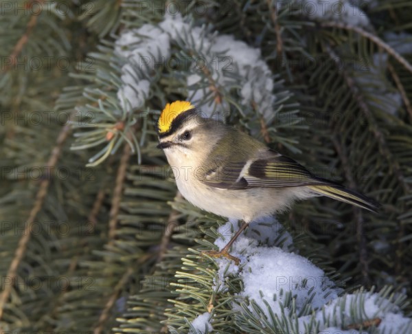 Golden-crowned Kinglet (Regulus satrapa) male, Saskatchewan, Canada
