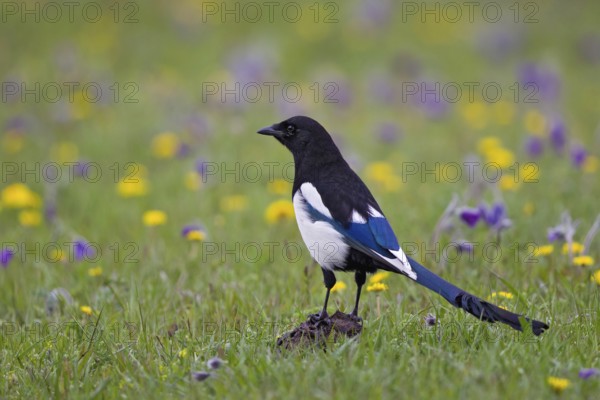 Eurasian Magpie (Pica pica) foraging on flowering grass steppe, Lake Hovsgol, Mongolia