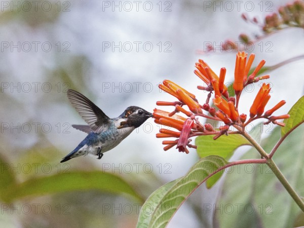 Bee Hummingbird (Mellisuga helenae) male flying and feeding at a flower, Cuba