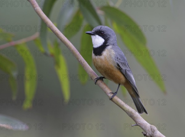 Rufous Whistler (Pachycephala rufiventris), Victoria, Australia