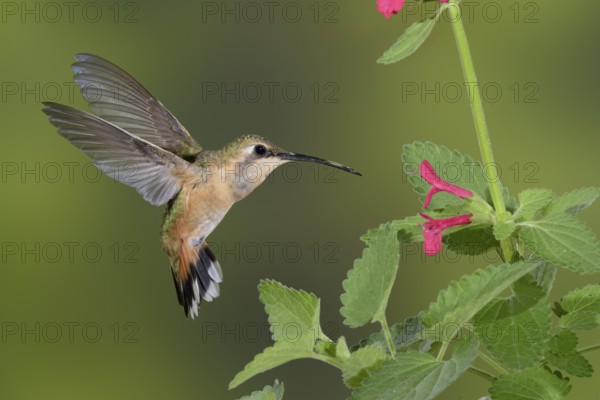 Lucifer Sheartail (Calothorax lucifer) female feeding on flower nectar, Texas, USA