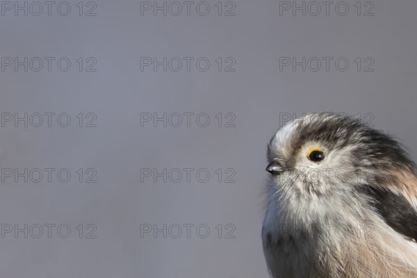 Long tailed tit (Aegithalos caudatus) adult bird head portrait, Suffolk, England, United Kingdom