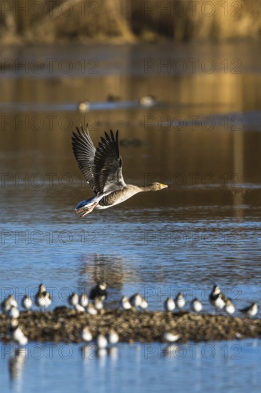Greylag Goose, Anser anser, bird in flight over winter marshes