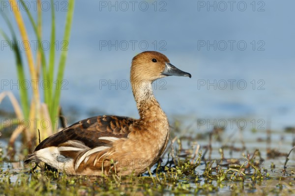 Fulvous Whistling Duck (Dendrocygna bicolor), Texas, USA