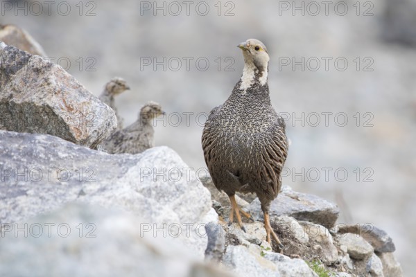 Caucasian Snowcock (Tetraogallus caucasicus) female with chicks on rocks, Caucasus, Russia