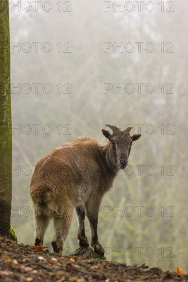A female Himalayan Tahr (Hemitragus jemlahicus) stands in the forest on a foggy day