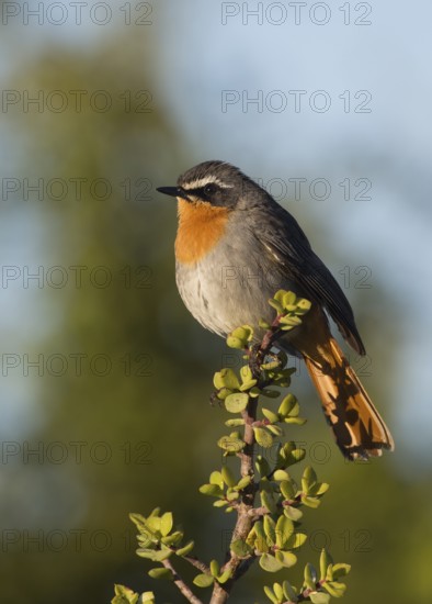 Cape Robin-Chat (Cossypha caffra), Eastern Cape, South Africa