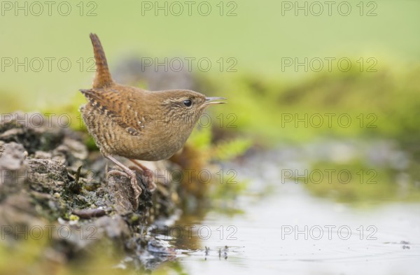 Eurasian Wren (Troglodytes troglodytes) perched at a waterhole, Aosta Valley, Italy