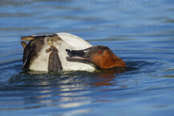 Canvasback Aythya valisineria Tucson, Pima County, Arizona, United States 13 February Adult Male preening. Anatidae