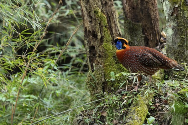 Temminck's Tragopan (Tragopan temminckii) male perched on a mossy log in bamboo forest, Yunnan, China