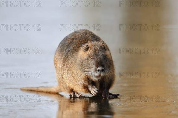 Nutria or swamp beaver (Myocastor coypus) on the ice surface of a lake in winter, neozoa in Germany, North Rhine-Westphalia, Germany