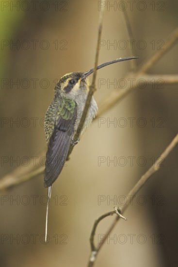 Green Hermit (Phaethornis guy), Ecuador