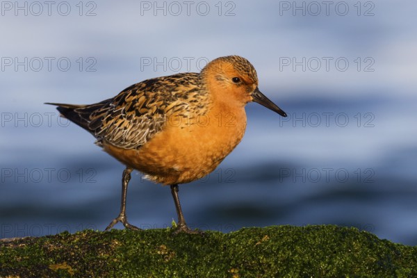 Red Knot (Calidris canutus) foraging, Asturias, Spain