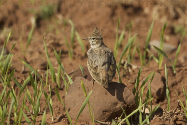Thekla Lark (Galerida theklae), Morocco