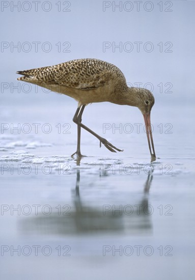 Marbled Godwit (Limosa fedoa), California, USA