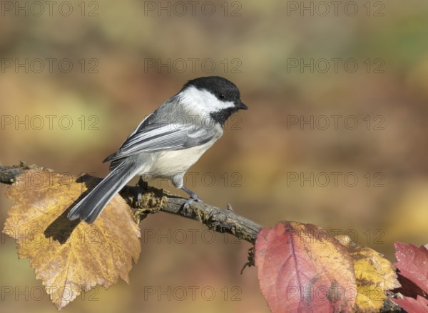 A Black-capped Chickadee, Poecile atricapillus, perched on branch in Autumn in Saskatoon, Saskatchewan