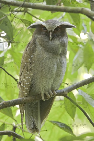 Crested Owl (Lophostrix cristata), Ecuador