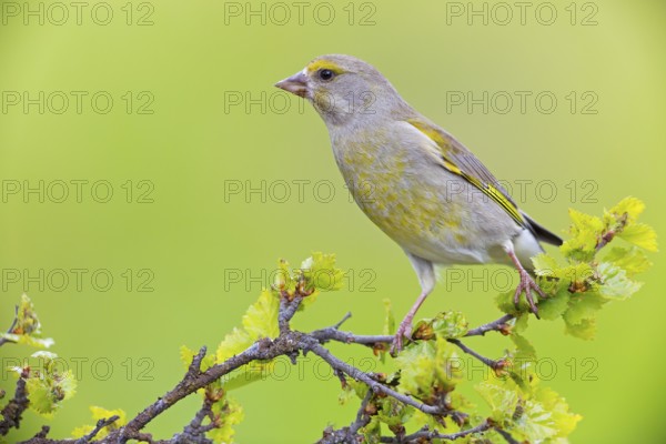Greenfinch, (Carduelis chloris), Chloris chloris, animals, birds, subfamily of goldfinches and finches, Varanger Bird Park, Finnmark, Norway