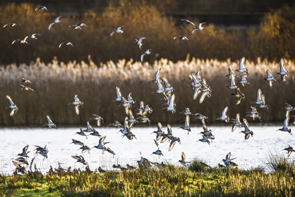 Black-tailed Godwits, Limosa limosa, birds in flight over marshes, Devon, England, United Kingdom