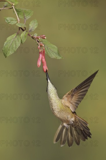 Fawn-breasted Brilliant (Heliodoxa rubinoides), Ecuador