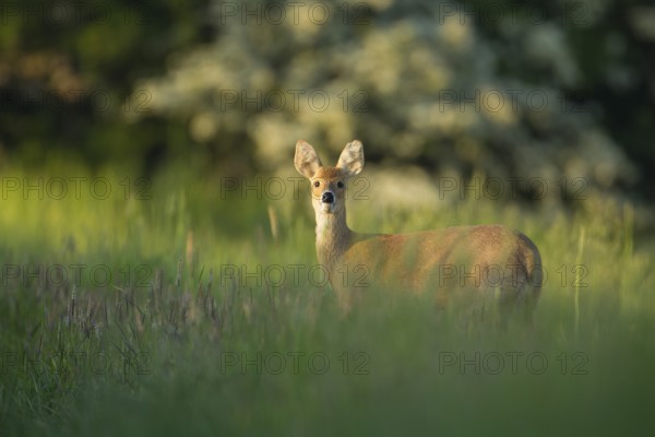 Chinese water deer (Hydropotes inermis) adult animal on farmland in spring, Norfolk, England, United Kingdom
