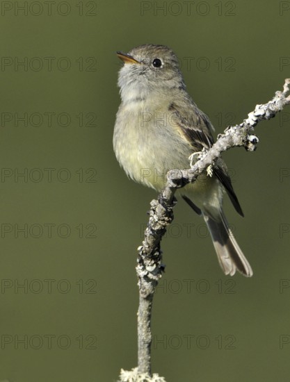 Hammond's Flycatcher (Empidonax hammondii), British Columbia, Canada