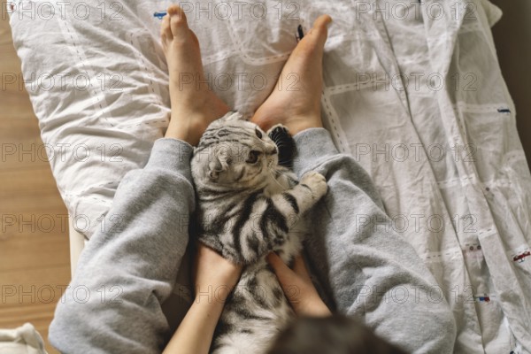 A Scottish Fold cat lies comfortably between a person's legs on a cozy bed. This domestic feline, with distinctive folded ears, exudes calm and warmth in a snug home setting