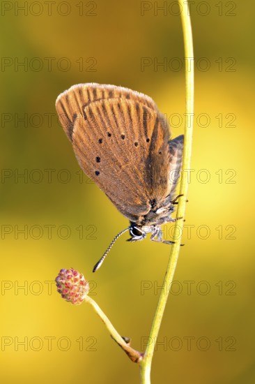 Dusky large blue, (Maculinea nausithous), Animals, Insects, Butterflies, Hesse, Federal Republic of Germany