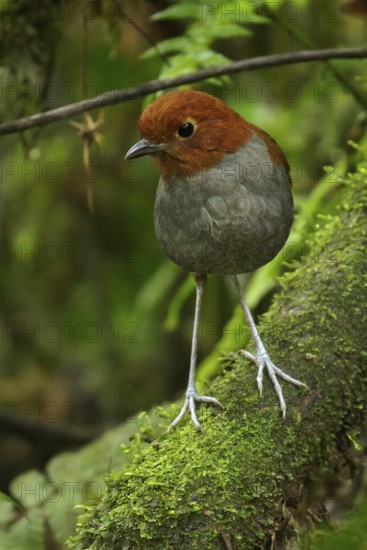 Bicolored Antpitta (Grallaria rufocinerea) perched on a branch in the Andes Mountains of Colombia