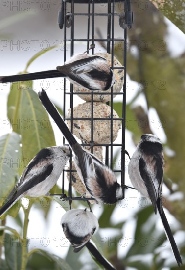 Long-tailed tits (Aegithalos caudatus) eat tit dumplings in winter, Schleswig-Holstein, Germany