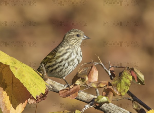 Pine Siskin, Spinus pinus, perched on a branch in the fall in Saskatchewan, Canada