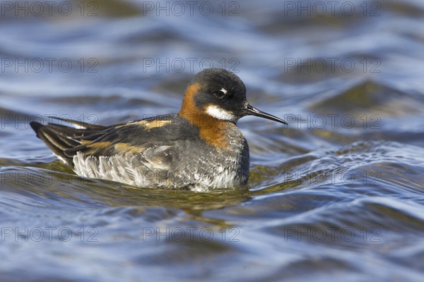 Red-necked Phalarope (Phalaropus lobatus) female, Iceland