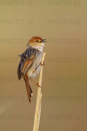 Vley's Cisticola, (Cisticola tinniens), biotope, habitat, perch, False Bay Nature Reserve Stran, Cape Town, Western Cape, South Africa