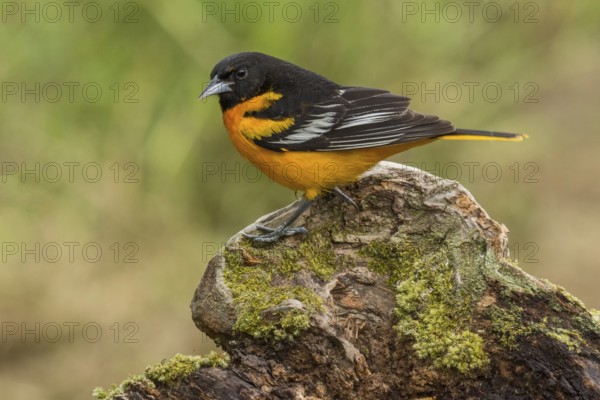 Baltimore Oriole (Icterus galbula) male perched on a stone, Texas, USA