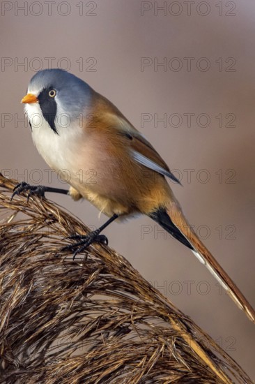 Bearded reedling (Panurus biarmicus), Songbird, Titmouse, Federsee lake, Baden-Württemberg, Federal Republic of Germany
