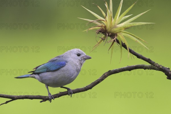 Blue-grey Tanager (Thraupis episcopus), Costa Rica