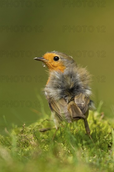 European Robin (Erithacus rubecula), Utrecht, Netherlands