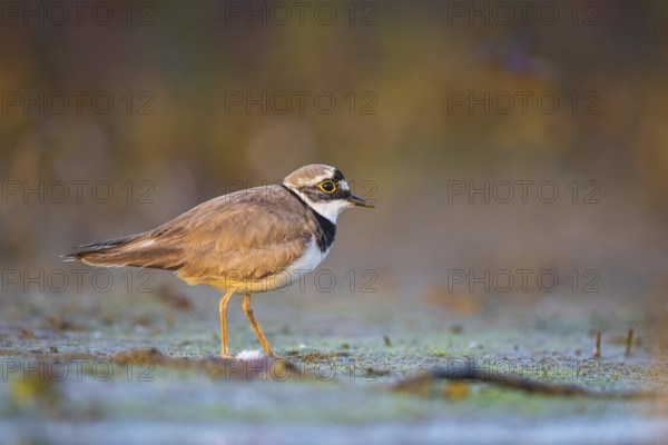 Little Ringed Plover (Charadrius dubius) female, North Rhine-Westphalia, Germany