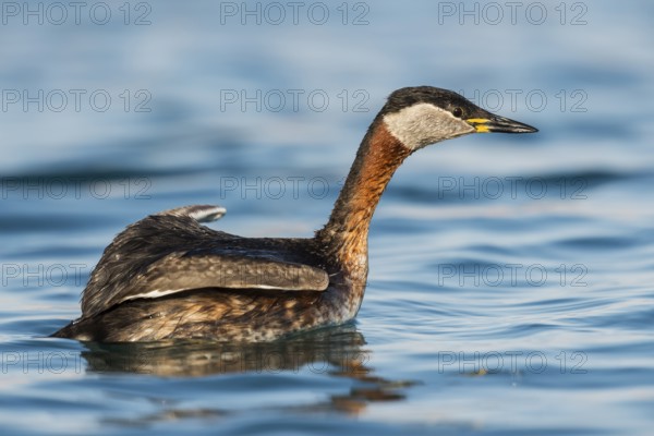 Red-necked Grebe (Podiceps grisegena), Eilat, Israel