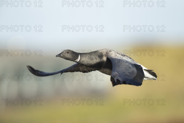 Brent goose (Branta bernicla) adult bird flying, RSPB Titchwell nature reserve, Norfolk, England, United Kingdom