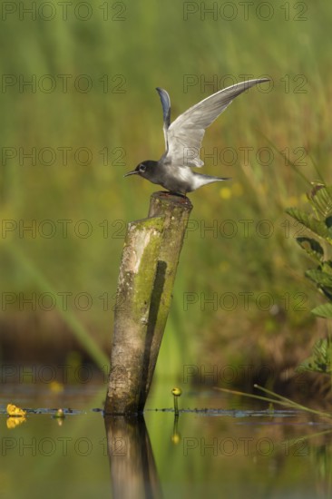 Black Tern (Chlidonias niger), Netherlands