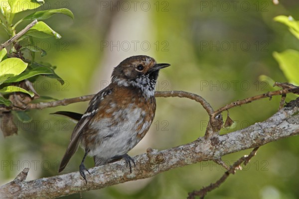 Hawaii Elepaio, Chasiempis sandwichensis
