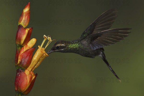 White-whiskered Hermit (Phaethornis yaruqui), Ecuador