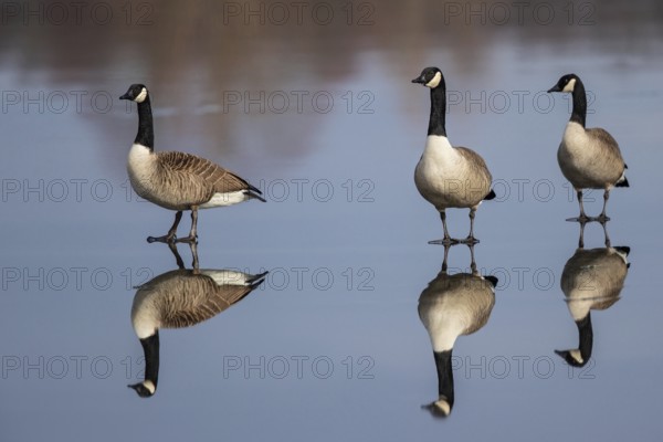 Canada Goose (Branta canadensis) on ice, Baden-Wuerttemberg, Germany