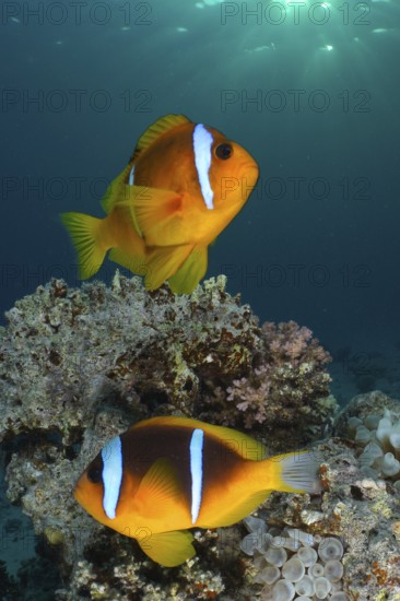Red sea anemonefish (Amphiprion bicinctus)