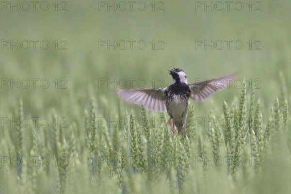 Spanish Sparrow (Passer hispaniolensis) male flying, Bulgaria