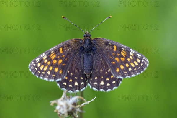 Valerian Fritillary, Silver Fritillary, (Melitaea diamina), butterfly, butterfly family, butterflies, insect, insects, close-up, macro photograph, Black Forest, Feldberg region, Baden-W¸rttemberg, Germany