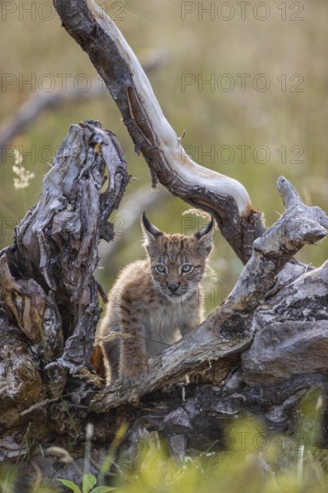 One young (10 weeks old) male Eurasian lynx, (Lynx lynx), stands between the roots of a rotten tree