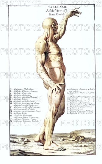 Anatomy, symbolic, man, side view from behind of the gladiator in the Villa Borghese, Rome, Italy, anatomical view, anatomical drawing of a human body with detailed muscle structure