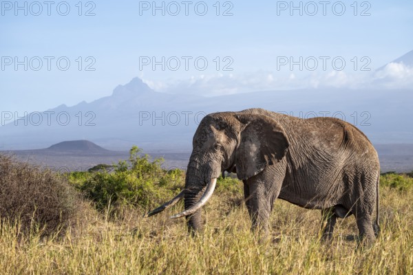 African elephant (Loxodonta africana) in picturesque landscape with the summit of Mount Kilimanjaro, the famous Super Tusker elephant Craig and Pascal, old male with long tusks, in atmospheric evening light, Kajiado County, Kenya